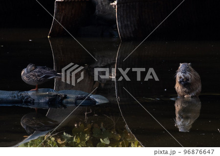 ヌートリア 96876647