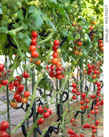 ミニトマトのハウス栽培 ミニトマトのハウス栽培 96876827