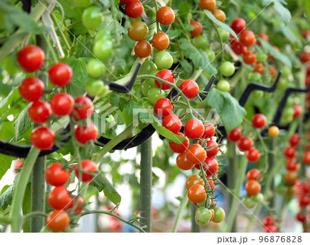ミニトマトのハウス栽培 ミニトマトのハウス栽培 96876828