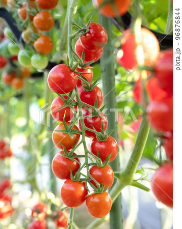 ミニトマトのハウス栽培  96876844