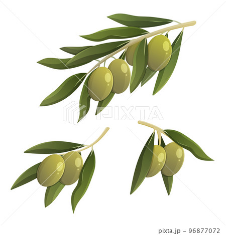 Green olive branch set. Cartoon vector isolated illustration 96877072