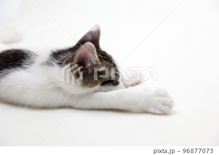 手を伸ばして寝る猫 96877073