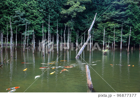 神秘的な池 96877377