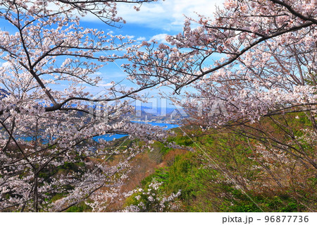 【愛媛県】しまなみ海道と積善山三千本桜（生口橋） 96877736