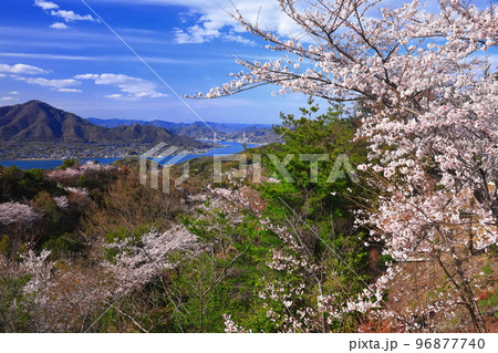 【愛媛県】しまなみ海道と積善山三千本桜（生口橋） 96877740