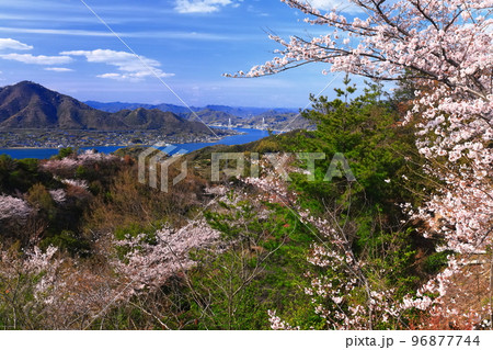 【愛媛県】しまなみ海道と積善山三千本桜（生口橋） 96877744