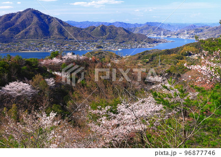 【愛媛県】しまなみ海道と積善山三千本桜（生口橋） 96877746