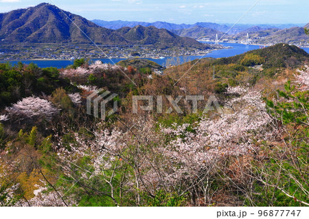 【愛媛県】しまなみ海道と積善山三千本桜（生口橋） 96877747