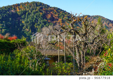 晩秋の魚山大原寺、実光院 旧理覚院(りかくいん)庭園の柿 晩秋の魚山大原寺、実光院 旧理覚院(りかくいん)庭園の柿 96877918