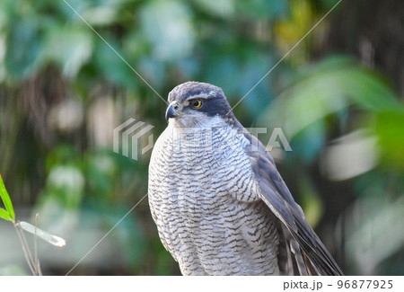 石神井公園のオオタカ 96877925