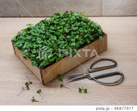 Fresh microgreens in the box 96877977