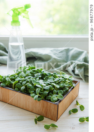 Microgreens of sunflowers 96877979