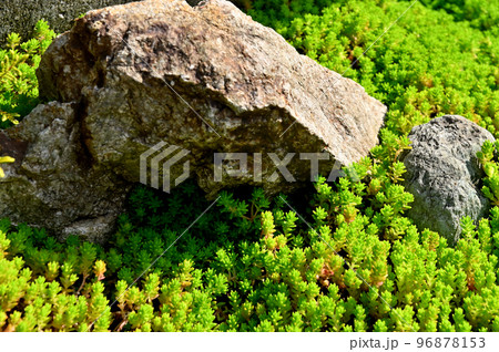 岩に這いつくばる山野草 岩に這いつくばる山野草 96878153