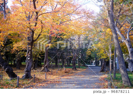 札幌の秋の公園の風景 96878211