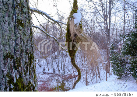 Late night . Evening twilight. a decor made of moss hung on a tree branch 96878267