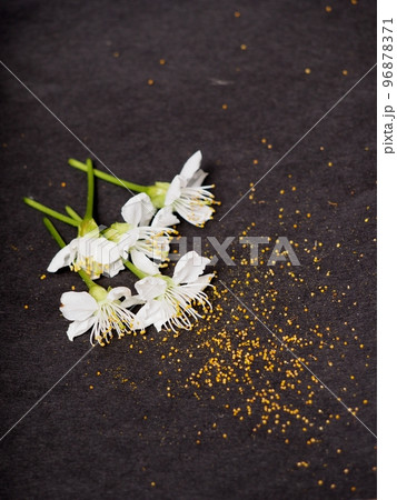 人工授粉の準備・サクランボの花粉の採取 人工授粉の準備・サクランボの花粉の採取 96878371