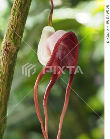 アリストロキア・トリカウダタ　Aristolochia tricaudata 96879006