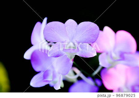 purple orchid flower or orchidaceae 96879025