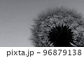12月のタンポポ綿毛 96879138