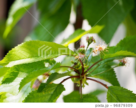 花から果実へ、サクランボの幼果 96879309
