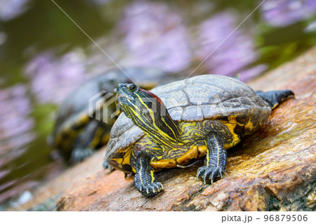 池の亀　石の上　紫陽花　リフレクション 96879506