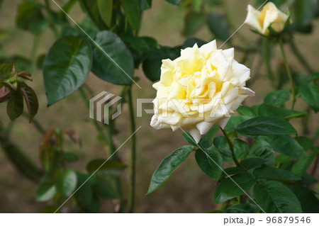 バラのクリーム色花【緑背景】 バラのクリーム色花【緑背景】 96879546