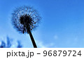 青い世界の中の　綿毛 96879724