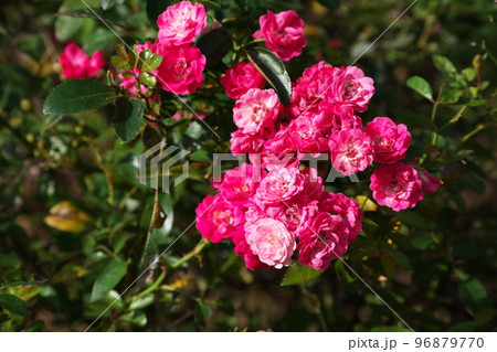 バラの赤花【緑背景】 バラの赤花【緑背景】 96879770