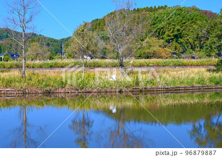十二町潟　十二町潟水郷公園　野鳥　氷見市 96879887