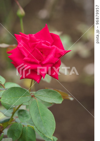 バラの赤花【緑背景】 バラの赤花【緑背景】 96879957