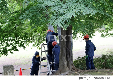 ナラ枯れには薬液の塗布や感染木の伐採など対策が行われる ナラ枯れには薬液の塗布や感染木の伐採など対策が行われる 96880148