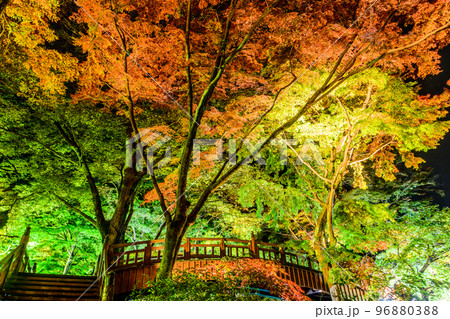 熱海梅園の秋の紅葉のライトアップ 熱海梅園の秋の紅葉のライトアップ 96880388