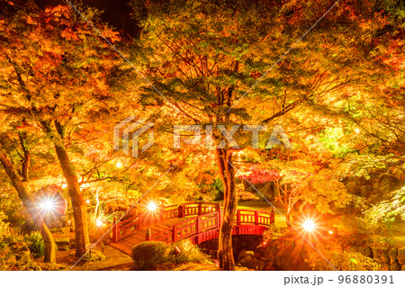 熱海梅園の秋の紅葉のライトアップ 熱海梅園の秋の紅葉のライトアップ 96880391