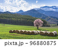 北海道一本桜 96880875