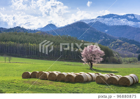 北海道一本桜 96880875