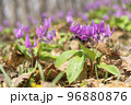 カタクリの花畑 96880876