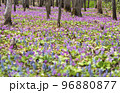 カタクリの花畑2 96880877