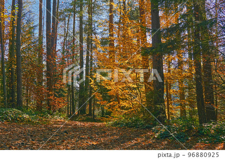 Colorful fusion.Gold of autumn in a transparent peaceful sirenity quiet forest 96880925