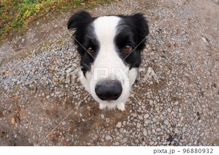 Pet activity. Puppy dog border collie walking in park outdoor. Pet dog with funny face sitting on road in summer day. Pet care and funny animals life concept. Funny emotional dog. 96880932