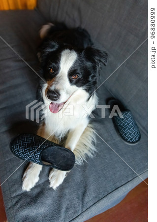 Naughty playful puppy dog border collie after mischief biting slipper lying on couch at home. Guilty dog and destroyed living room. Damage messy home and puppy with funny guilty look. Naughty playful puppy dog border collie after mischief biting slipper lying on couch at home. Guilty dog and destroyed living room. Damage messy home and puppy with funny guilty look. 96880999