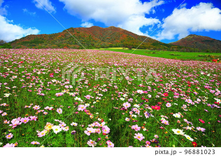 【岡山県】蒜山高原の紅葉と秋桜（ひるぜんジャージーランド） 96881023