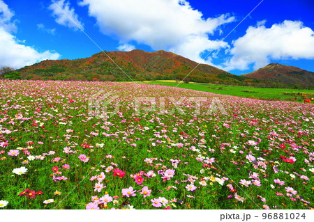 【岡山県】蒜山高原の紅葉と秋桜（ひるぜんジャージーランド） 96881024