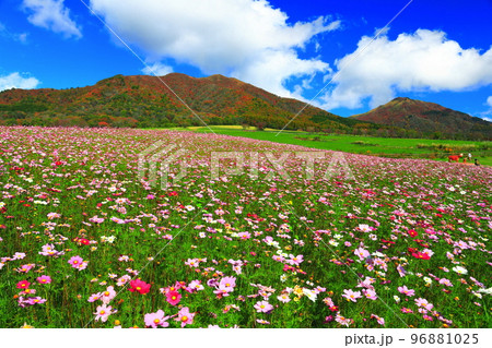 【岡山県】蒜山高原の紅葉と秋桜（ひるぜんジャージーランド） 96881025