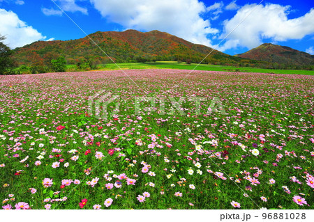 【岡山県】蒜山高原の紅葉と秋桜(ひるぜんジャージーランド) 【岡山県】蒜山高原の紅葉と秋桜(ひるぜんジャージーランド) 96881028