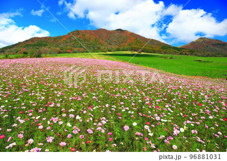 【岡山県】蒜山高原の紅葉と秋桜(ひるぜんジャージーランド) 【岡山県】蒜山高原の紅葉と秋桜(ひるぜんジャージーランド) 96881031