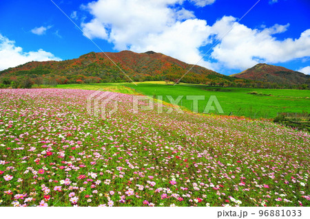 【岡山県】蒜山高原の紅葉と秋桜（ひるぜんジャージーランド） 96881033