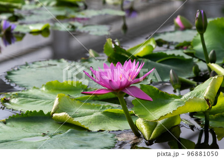 睡蓮の池 睡蓮の池 96881050