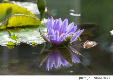 睡蓮の池 96881051