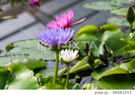 睡蓮の池 睡蓮の池 96881053