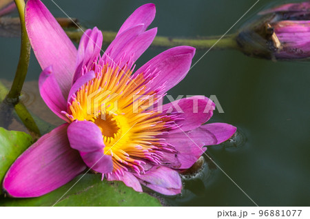 睡蓮の池 96881077